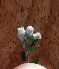 Phylica debilis debilis