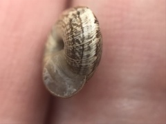 Xeroplexa intersecta