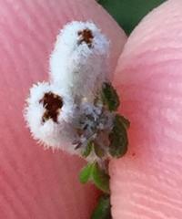 Phylica debilis debilis