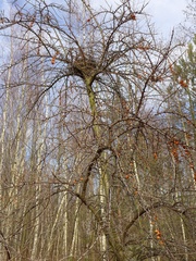 Hippophae rhamnoides