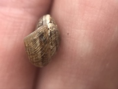 Xeroplexa intersecta