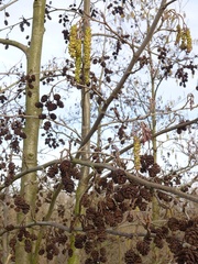 Alnus glutinosa