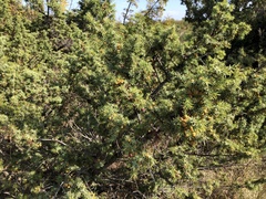 Juniperus deltoides