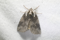 Euthyatira semicircularis