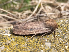 Ufeus plicatus