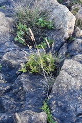 Koeleria askoldensis