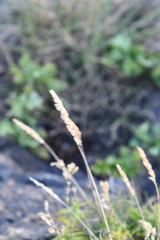 Koeleria askoldensis