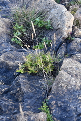 Koeleria askoldensis