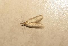 Calamotropha paludella