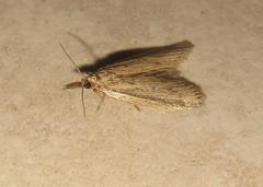 Calamotropha paludella