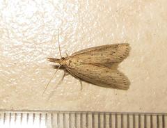 Calamotropha paludella