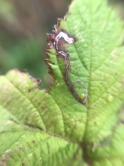 Stigmella