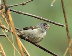 Sporophila frontalis