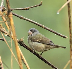 Sporophila frontalis