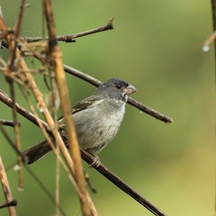 Sporophila frontalis