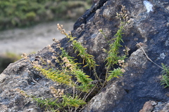 Silene foliosa