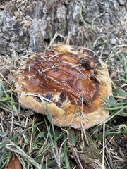Ganoderma sessile