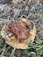 Ganoderma sessile