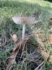 Agaricales