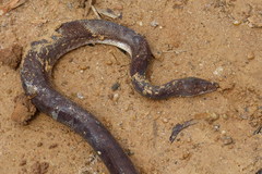 Epicrates maurus