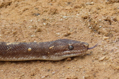 Epicrates maurus