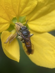 Nomia fuscipennis
