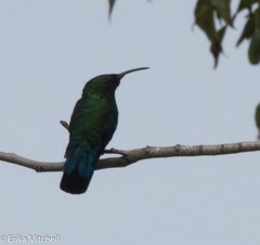 Eulampis holosericeus