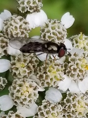 Platycheirus obscurus