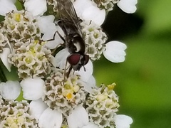 Platycheirus obscurus