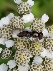 Platycheirus obscurus