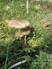 Agaricales
