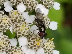Platycheirus obscurus