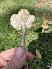 Agaricales