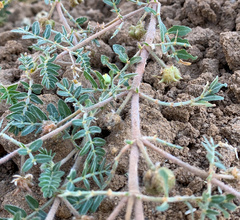 Tribulus terrestris