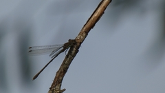 Chalcolestes viridis