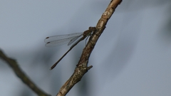 Chalcolestes viridis