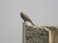 Streptopelia senegalensis