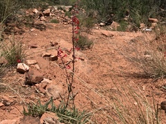 Penstemon utahensis