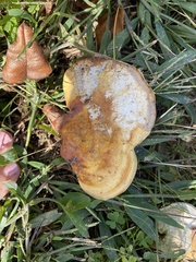 Ganoderma curtisii