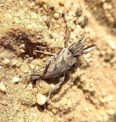 Coniocleonus