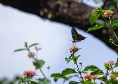 Graphium agamemnon