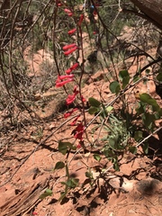 Penstemon utahensis