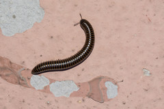 Acanthoiulus cassinensis