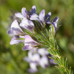 Aspalathus cephalotes violacea