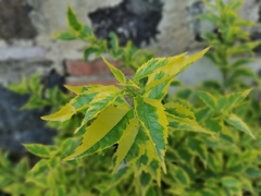 Magnoliopsida