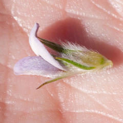 Aspalathus cephalotes violacea