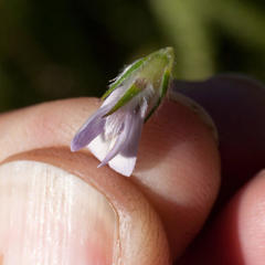 Aspalathus cephalotes violacea