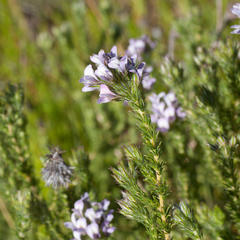 Aspalathus cephalotes violacea