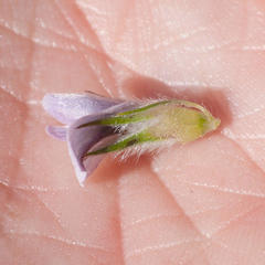 Aspalathus cephalotes violacea