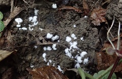 Pachyphlodes